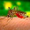 Ученые обьяснили, как комары выбирают себе "жертв"