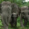 Дикие слоны убивают свыше 400 индийцев в год
