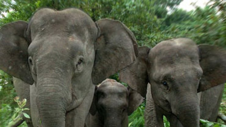 Дикие слоны убивают свыше 400 индийцев в год