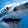 У берегов Австралии зафиксировано нападение акул на человека