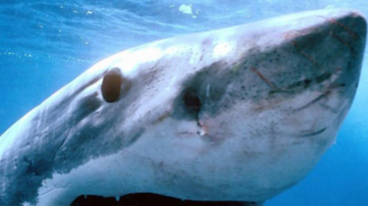 У берегов Австралии зафиксировано нападение акул на человека