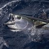 Голубой тунец продан за рекордную сумму в 736 тысяч долларов