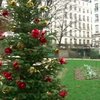 Во Франции новогодние елки используют во благо городских садов