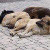Власти Шри-Ланки разрешили уничтожать бездомных собак