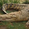 Хозяева дома обнаружили в гостиной крокодила
