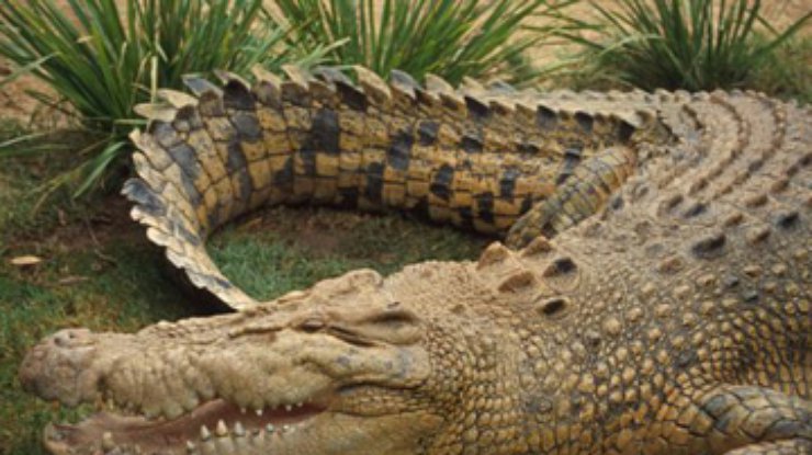 Хозяева дома обнаружили в гостиной крокодила