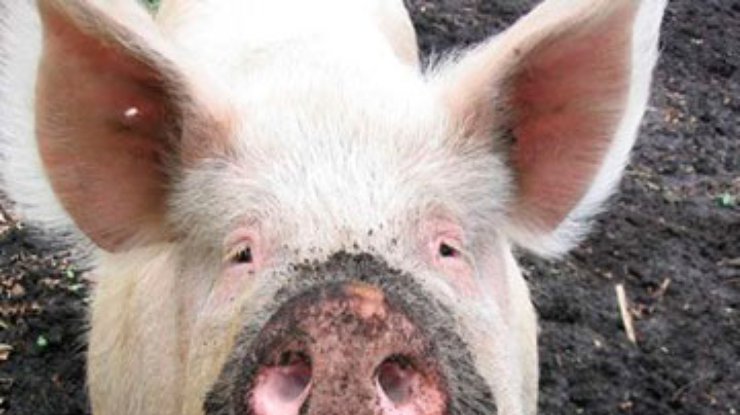 На Кубани зафиксировали вспышку африканской свиной чумы