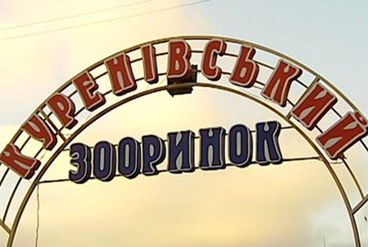 В Киеве на Куреневском рынке уже нельзя купить собак и кошек