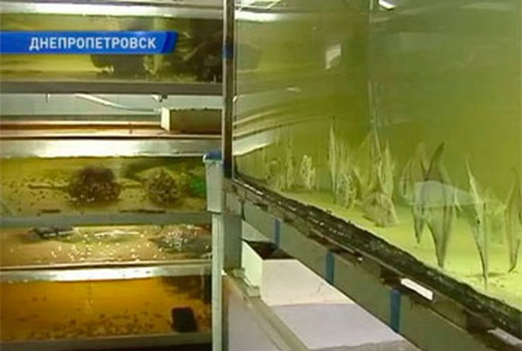 Семейная пара из Днепропетровска превратила дом в аквариум