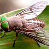Ученые нарекли насекомое  в честь Бейонсе