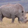 Правительство ЮАР просит армию защитить носорогов