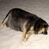 В Крыму спасли 20-килограммовую собаку, застрявшую в заборе