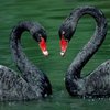 Американца арестовали за попытку задушить лебедя