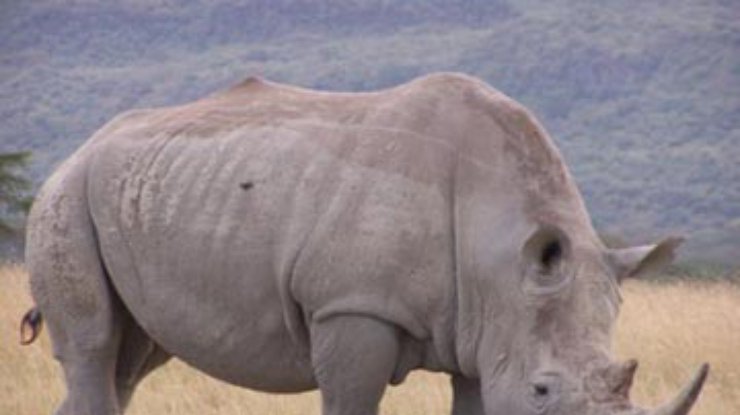 Правительство ЮАР просит армию защитить носорогов