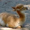 В Киевском зоопарке родился детеныш ламы