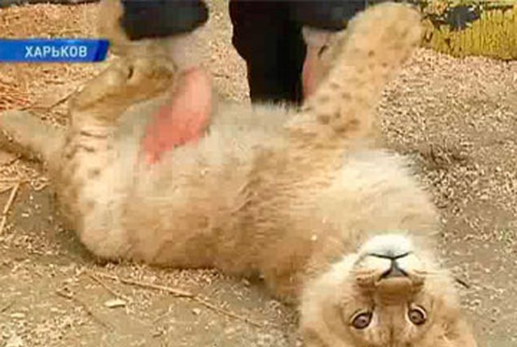 В Харьковском зоопарке появился львенок