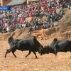 В Непале состоялся традиционный бой быков