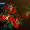 Ученые Мельбурна расшифровали строение белков вируса гепатита С