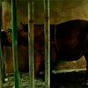 В Малайзии пытаются восстановить популяцию суматранских носорогов