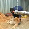 В харьковский зоопарк привезли маленького львенка