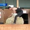 Фермеры просят внести в программу Олимпиады спортивную стрижку овец