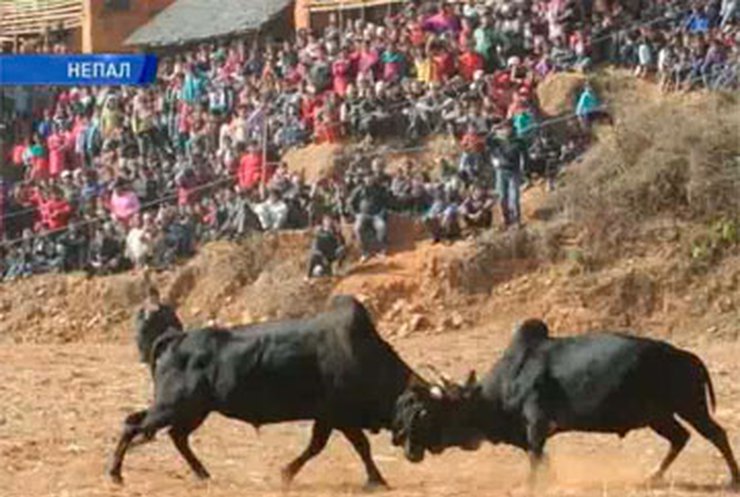 В Непале состоялся традиционный бой быков