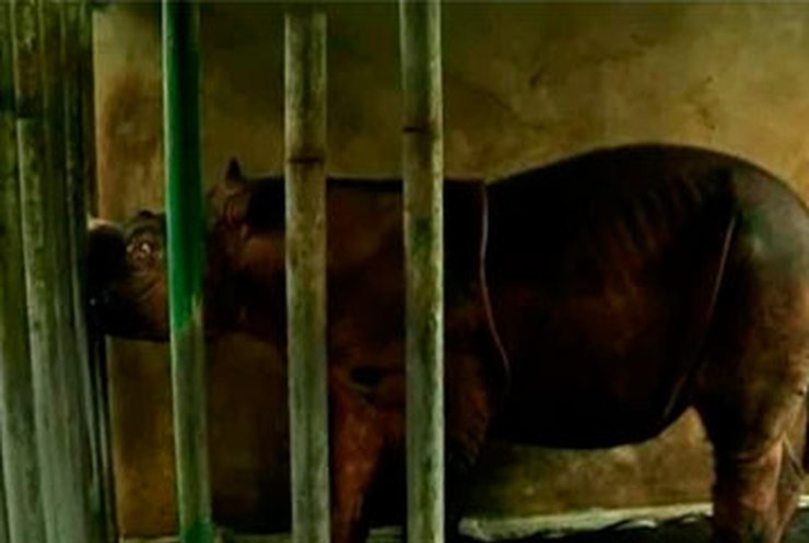 В Малайзии пытаются восстановить популяцию суматранских носорогов