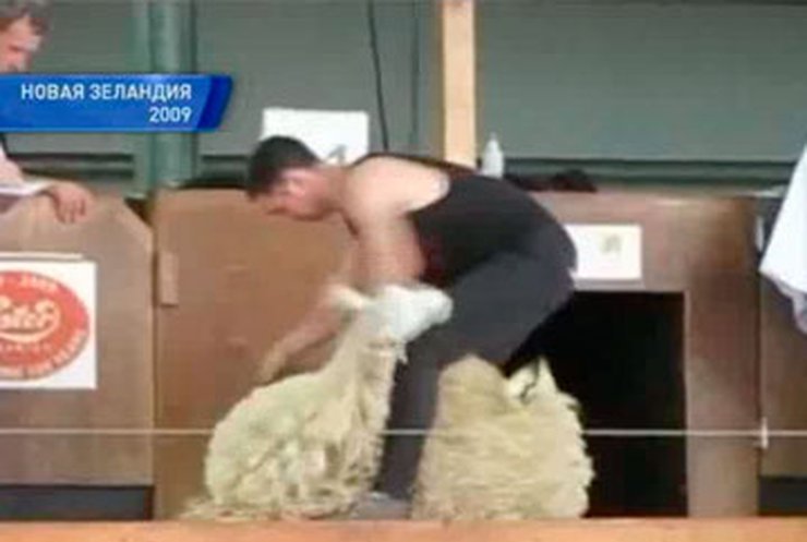 Фермеры просят внести в программу Олимпиады спортивную стрижку овец