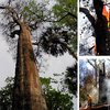 В США сгорел древнейший в мире кипарис