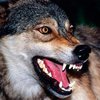 Женщину укусил бешеный волк в Тернопольской области