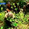 В Боливии началась кампания по вырубке коки