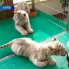 В китайском зоопарке публике представили белых тигров
