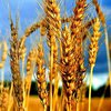 Метеорологи прогнозируют существенное снижение урожая озимой пшеницы