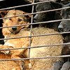 В Китае спасли тысячу собак, предназначенных для "деликатесов"