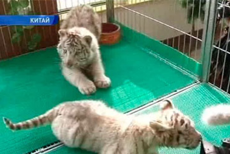 В китайском зоопарке публике представили белых тигров