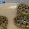 Зоопарк Буэнос-Айреса приютил четыреста контрабандных рептилий