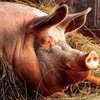 Гигантская свинья стала причиной 10-километровой пробки