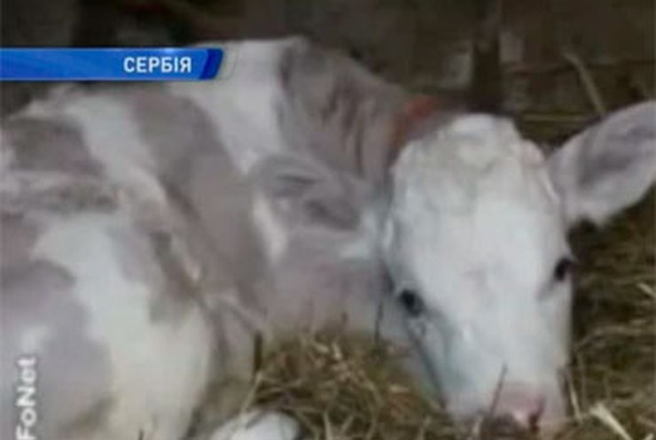 В Сербии родился теленок сиреневого цвета
