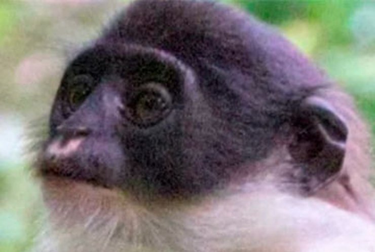 В Индонезии нашли обезьян, которых более ста лет считали вымершими