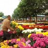 В Гуанчжоу открылась цветочная ярмарка
