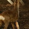 В Винницком зоопарке поставили на ноги косулю-инвалида