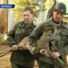 В Винницкой области установили протез косуле