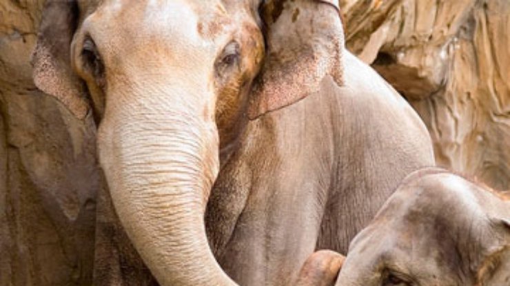 Суматранские слоны могут исчезнуть через 30 лет