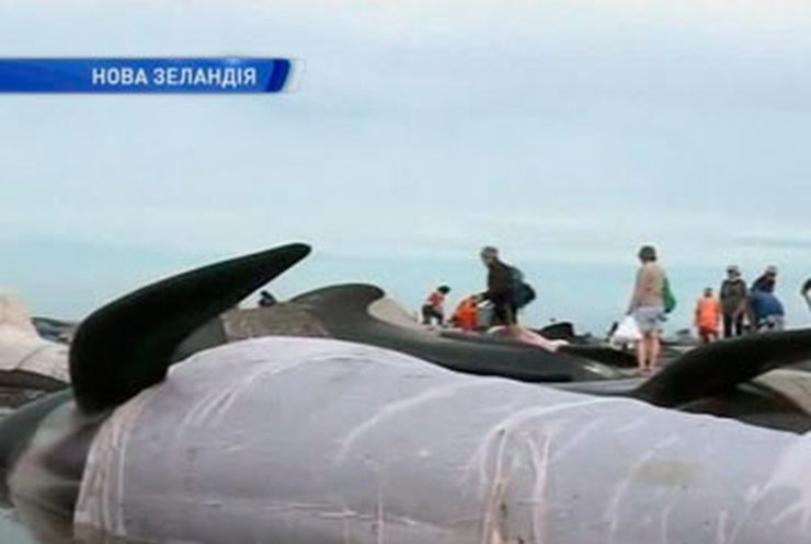 В Новой Зеландии на берег массово выбросились киты
