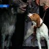 В США презентовали шесть новых пород собак