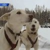 На Аляске готовятся к самой знаменитой гонке на собачьих упряжках