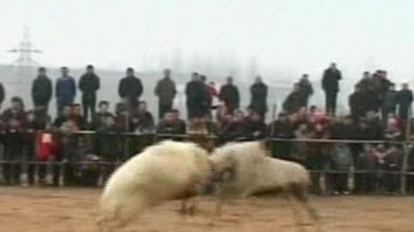 В Китае выбрали самого боевого козла