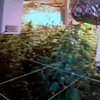 Полицейские обнаружили в одной из квартир Нью-Йорка плантацию марихуаны