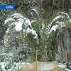 В Крыму от неожиданной зимы спасают пальмы и бананы
