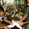Ученые: Птичий грипп поражает мозг